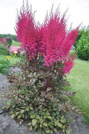 Astilbe chinensis 'Mighty Chocolate Cherry'