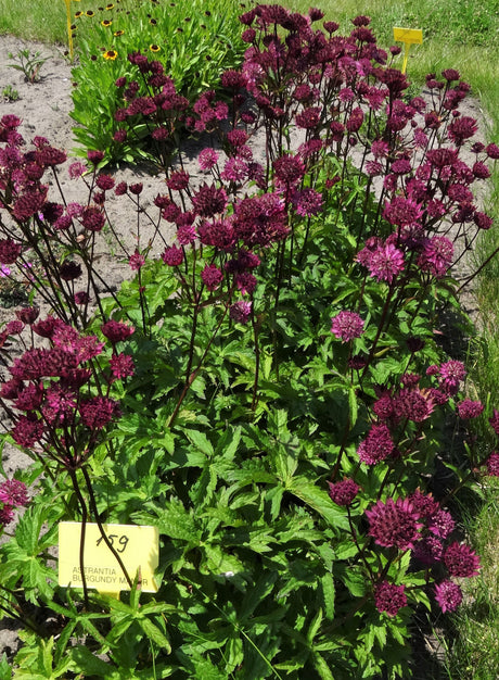 Astrantia major 'Burgundy Manor'