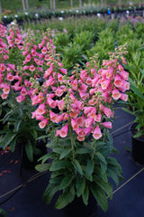 Digitalis hybrida 'Arctic Fox Rose' group