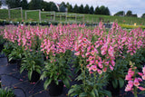 Digitalis hybrida 'Arctic Fox Rose'