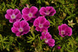 Geranium sanguineum 'Elke'