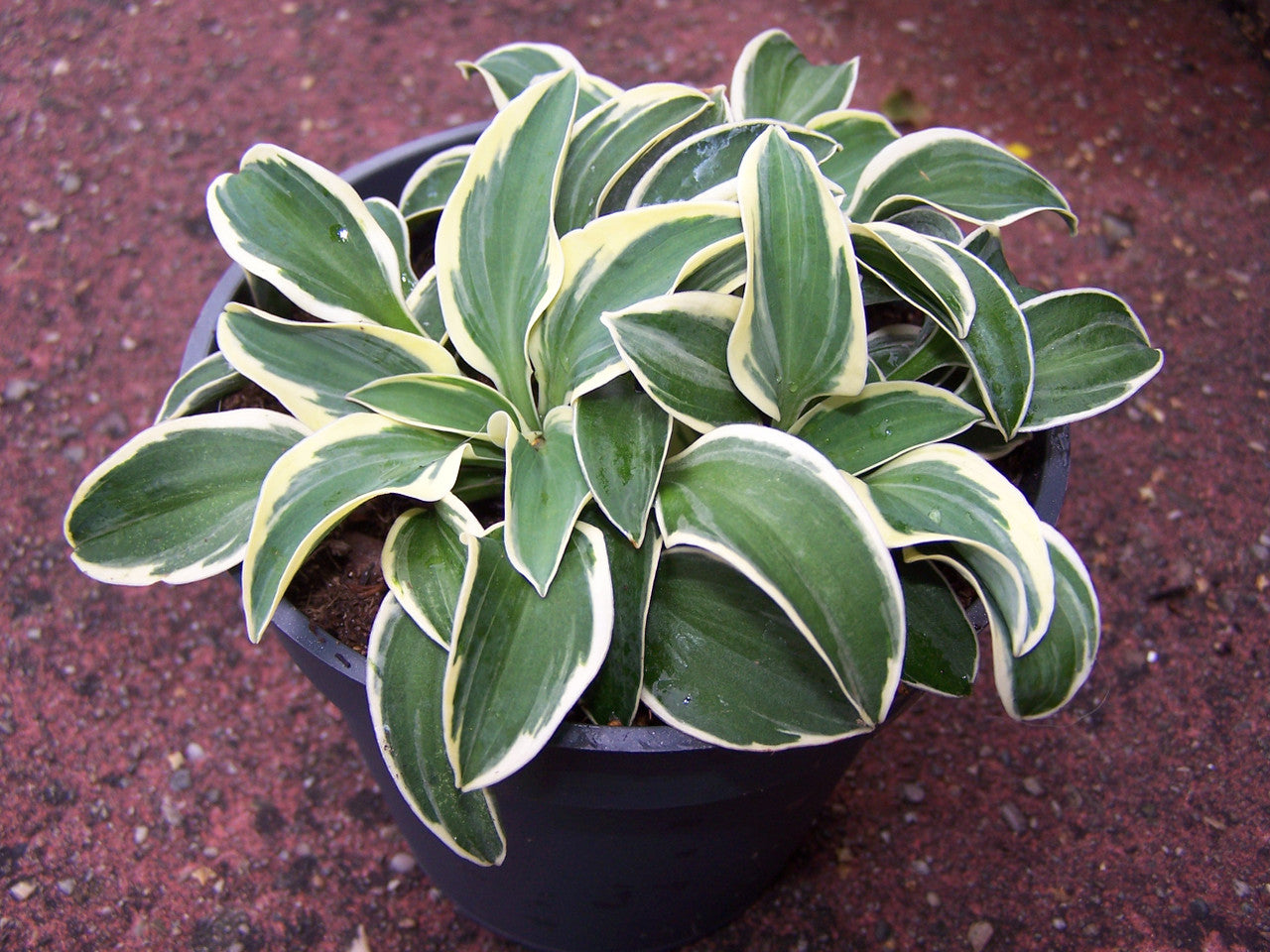 Potted plant with green and white leaves on a red-brown textured surface