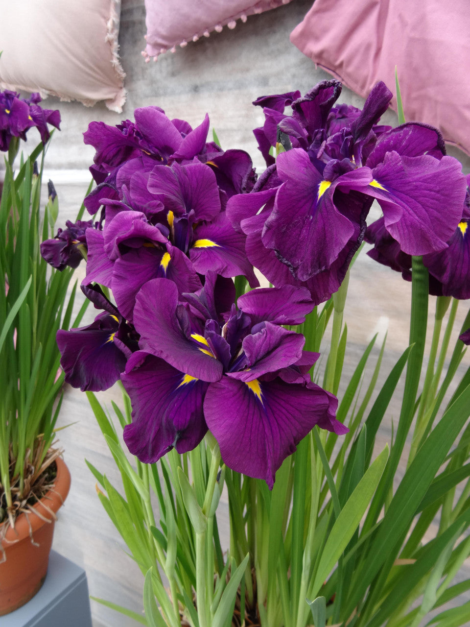 Iris ensata Dinner Plate™ 'Eileen's Dream