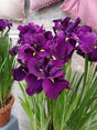 Iris ensata Dinner Plate™ 'Eileen's Dream