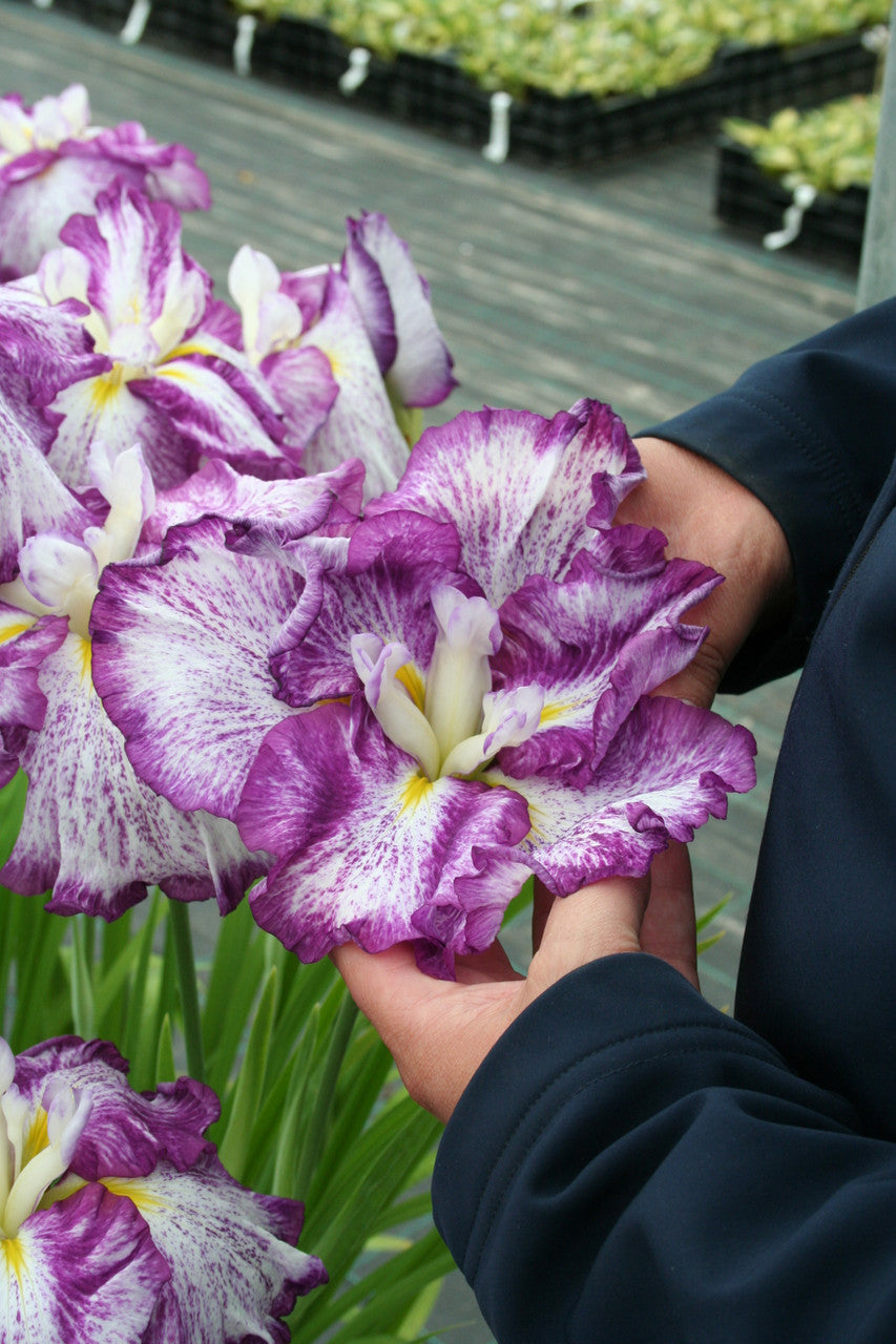 Iris ensata Dinner Plate™ 'Harlequinesque' comparision