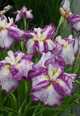 Iris ensata Dinner Plate™ 'Harlequinesque' main