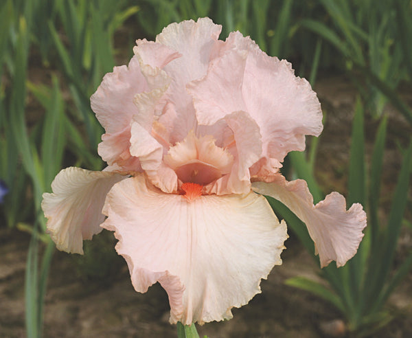 ラグラス　ビスクドール　リプロ Peggy Nettles ジュモー Iris germanica 'Peggy Sue' – Romence Gardens & Greenhouses