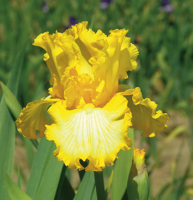 Iris germanica 'That's all Folks'