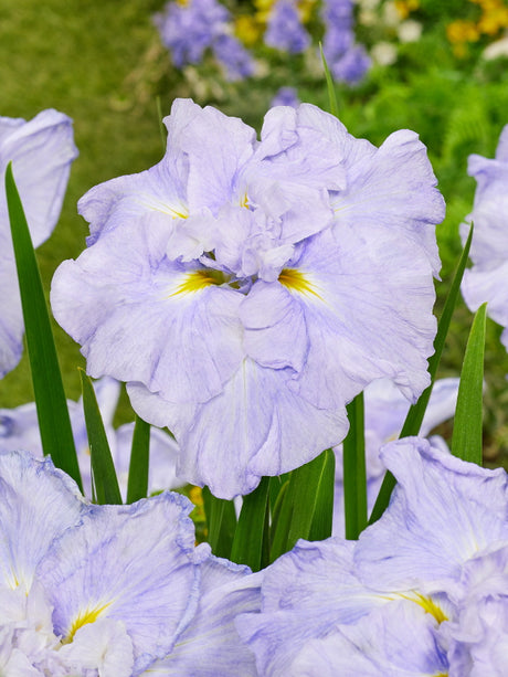 Iris ensata Dinner Plate™ 'Ice Cream'