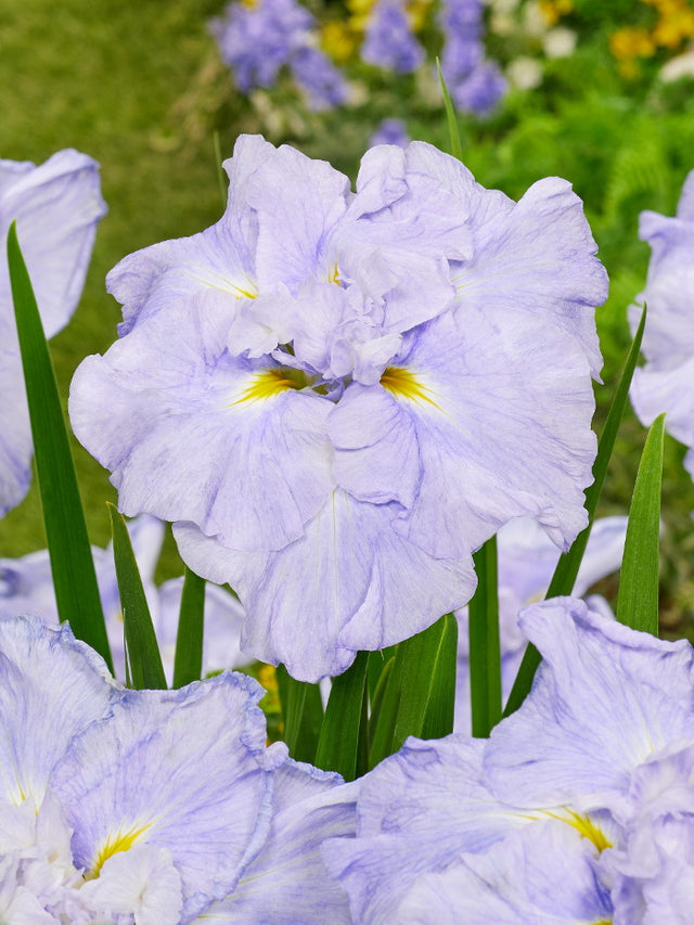 Iris ensata Dinner Plate™ 'Ice Cream'