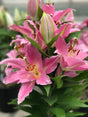 Lily Oriental Lily Looks™ 'Sunny Camino