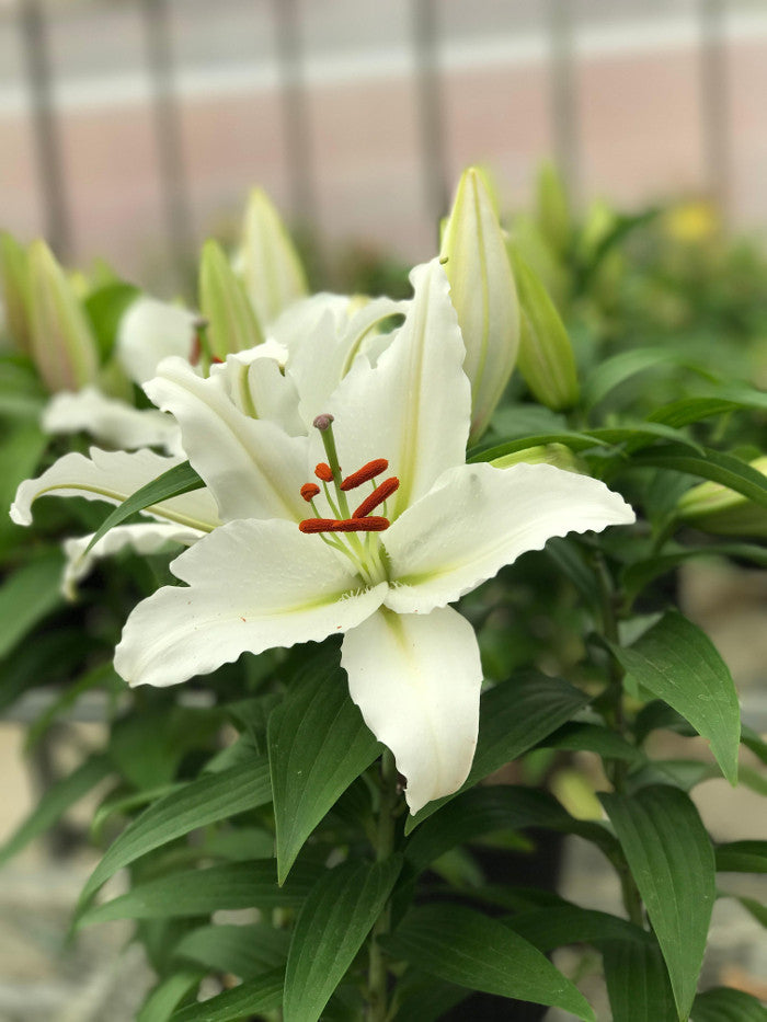 Lily Oriental 'Casa Blanca'