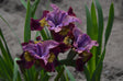 Iris sibirica Peacock Butterfly™ 'Miss Apple'