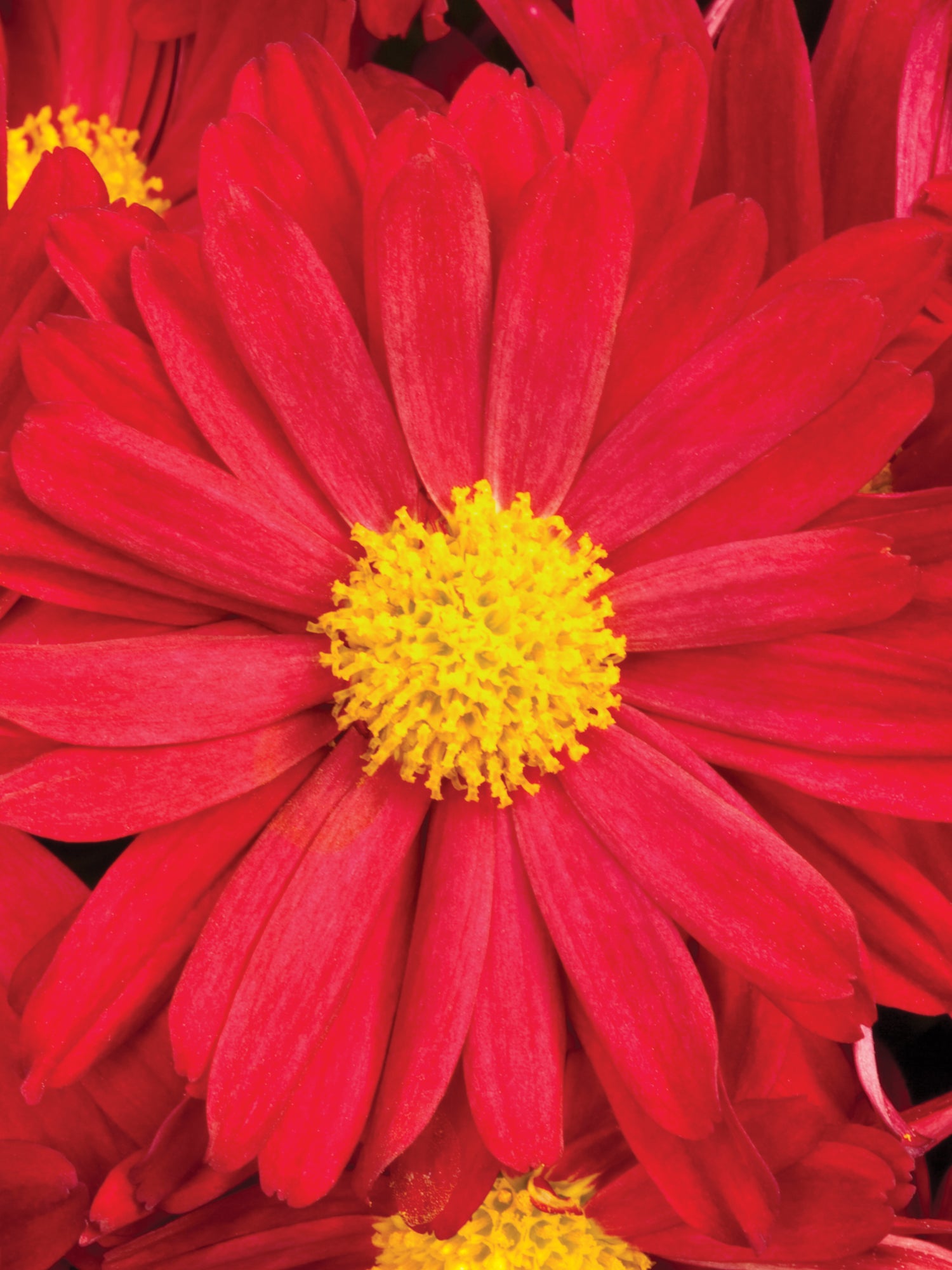Chrysanthemum 'Bonnie Red'