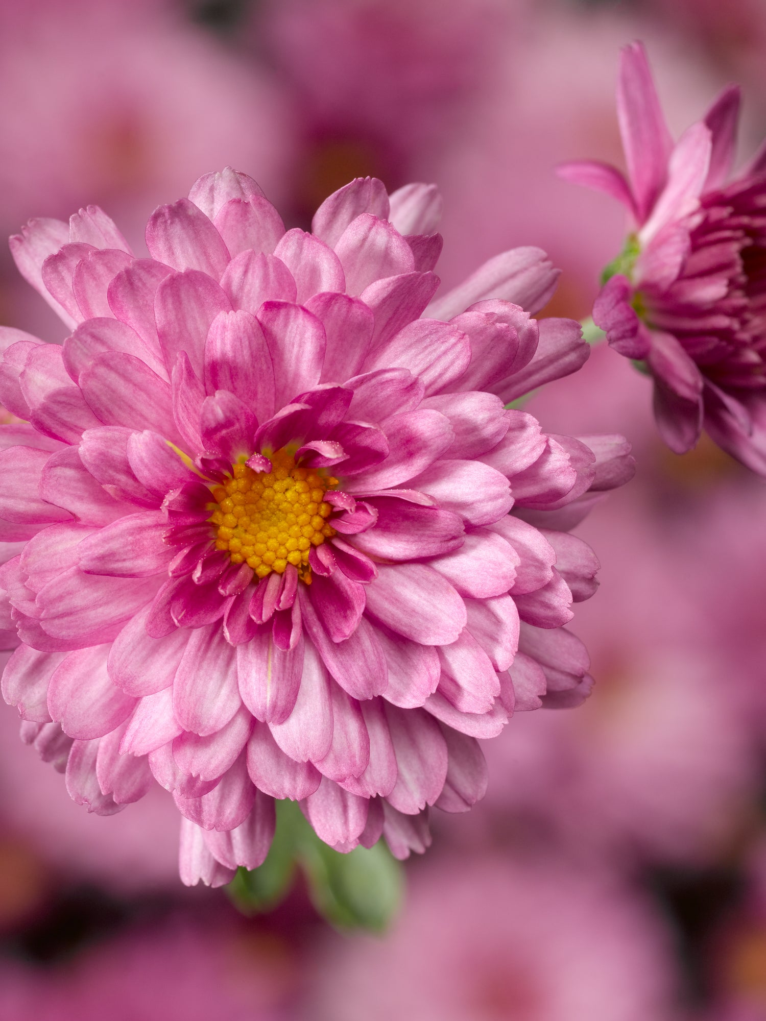 Chrysanthemum 'Chelsey™ Pink'