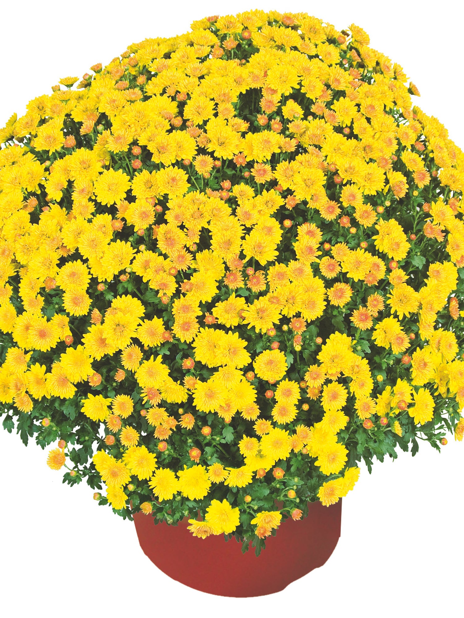 Chrysanthemum 'Cheryl™ Golden'