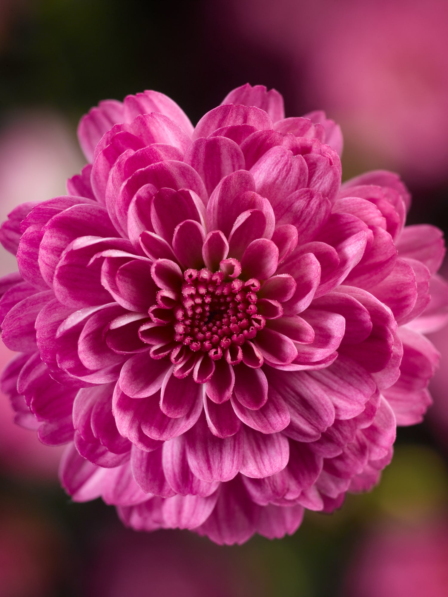 Chrysanthemum 'Gigi™ Dark Pink'