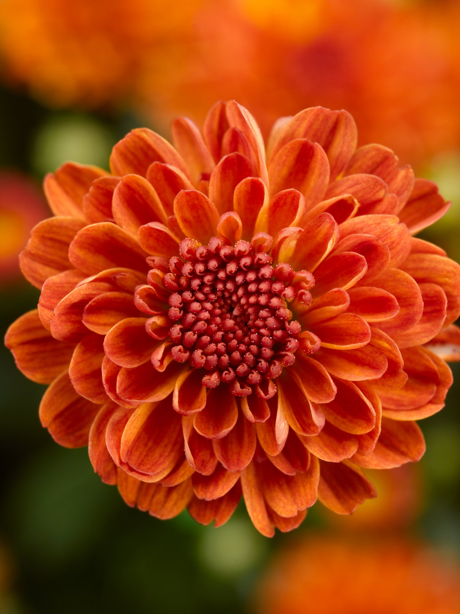 Chrysanthemum 'Gigi™ Orange'