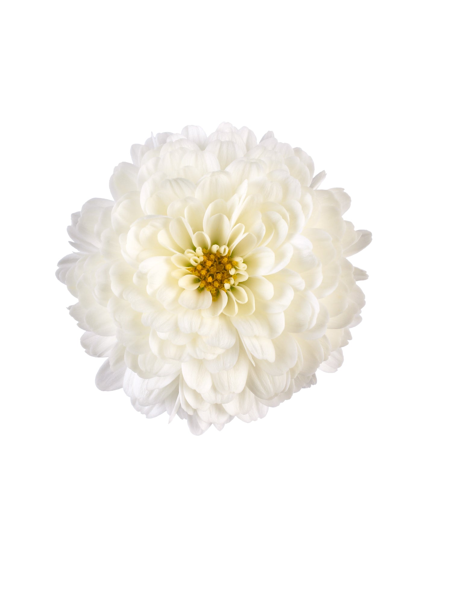 Chrysanthemum 'Gigi™ Snow'