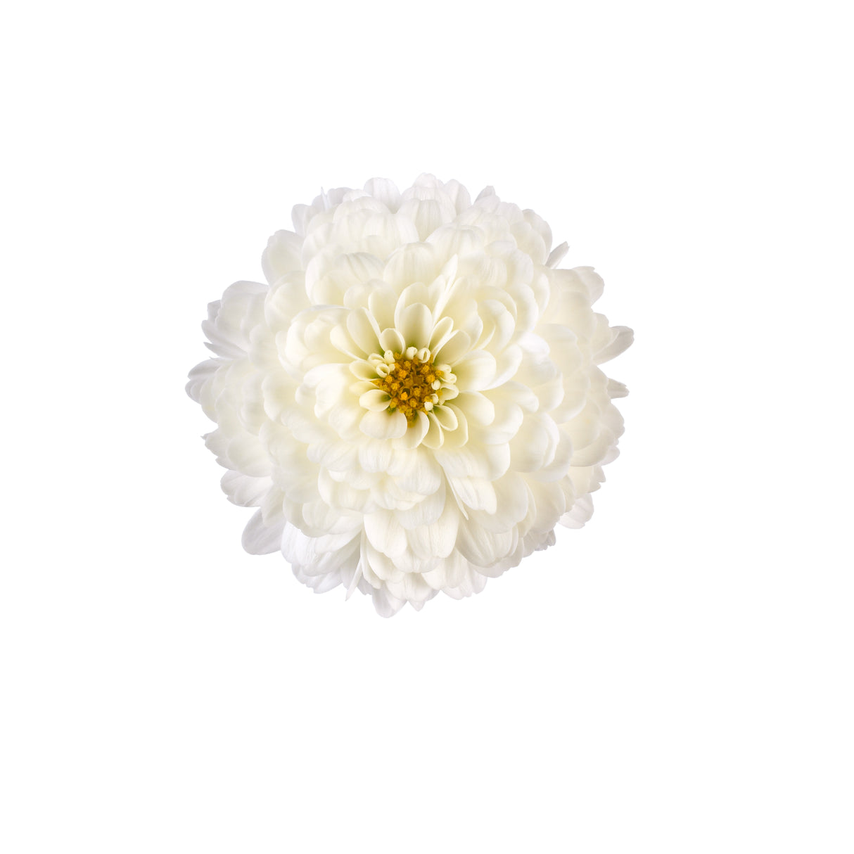 Chrysanthemum 'Gigi™ Snow'
