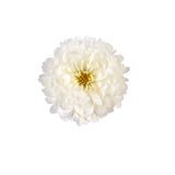 Chrysanthemum 'Gigi™ Snow'