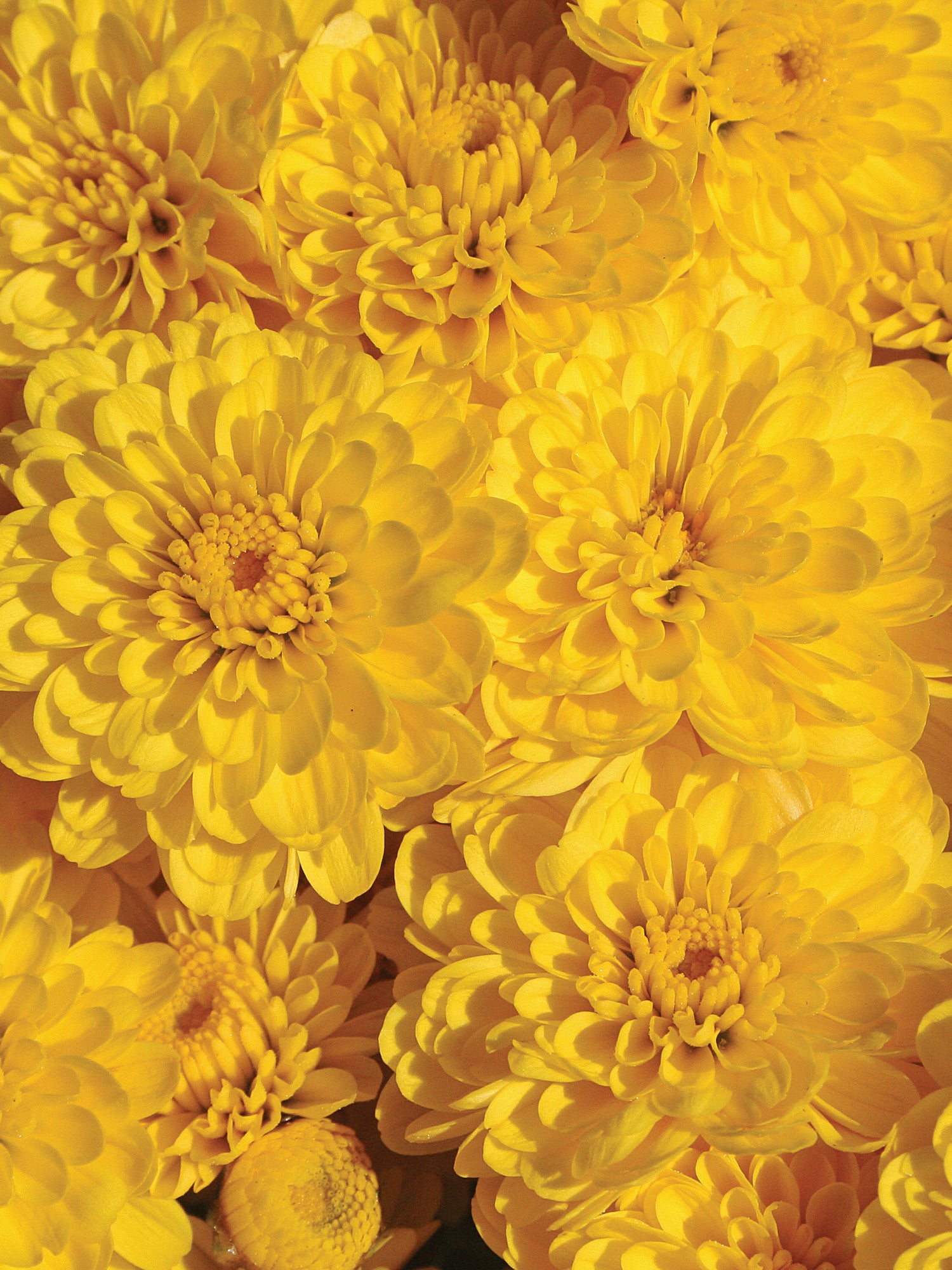 Chrysanthemum 'Gigi™ Yellow'