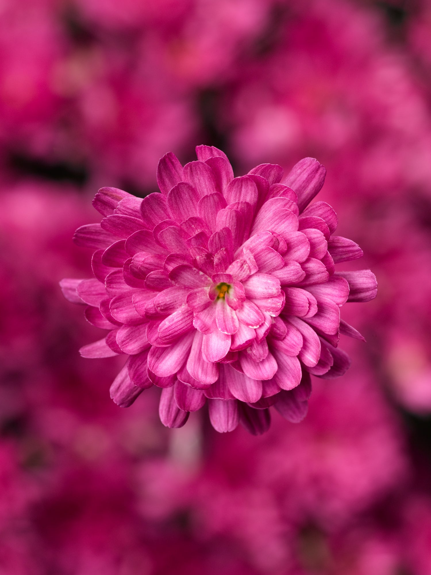 Chrysanthemum 'Jacqueline™ Pink'