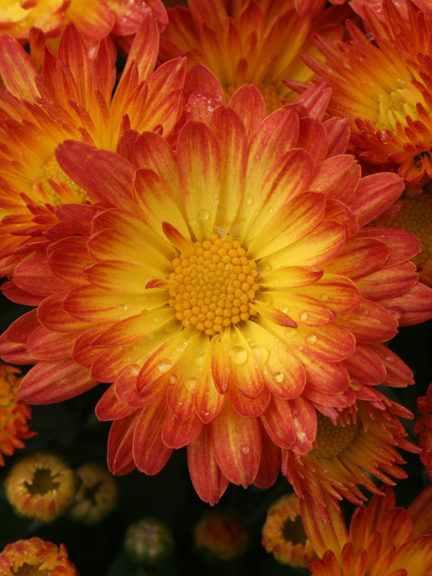 Chrysanthemum 'Dazzling Stacy™ Orange'