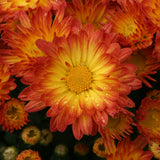 Chrysanthemum 'Dazzling Stacy™ Orange'