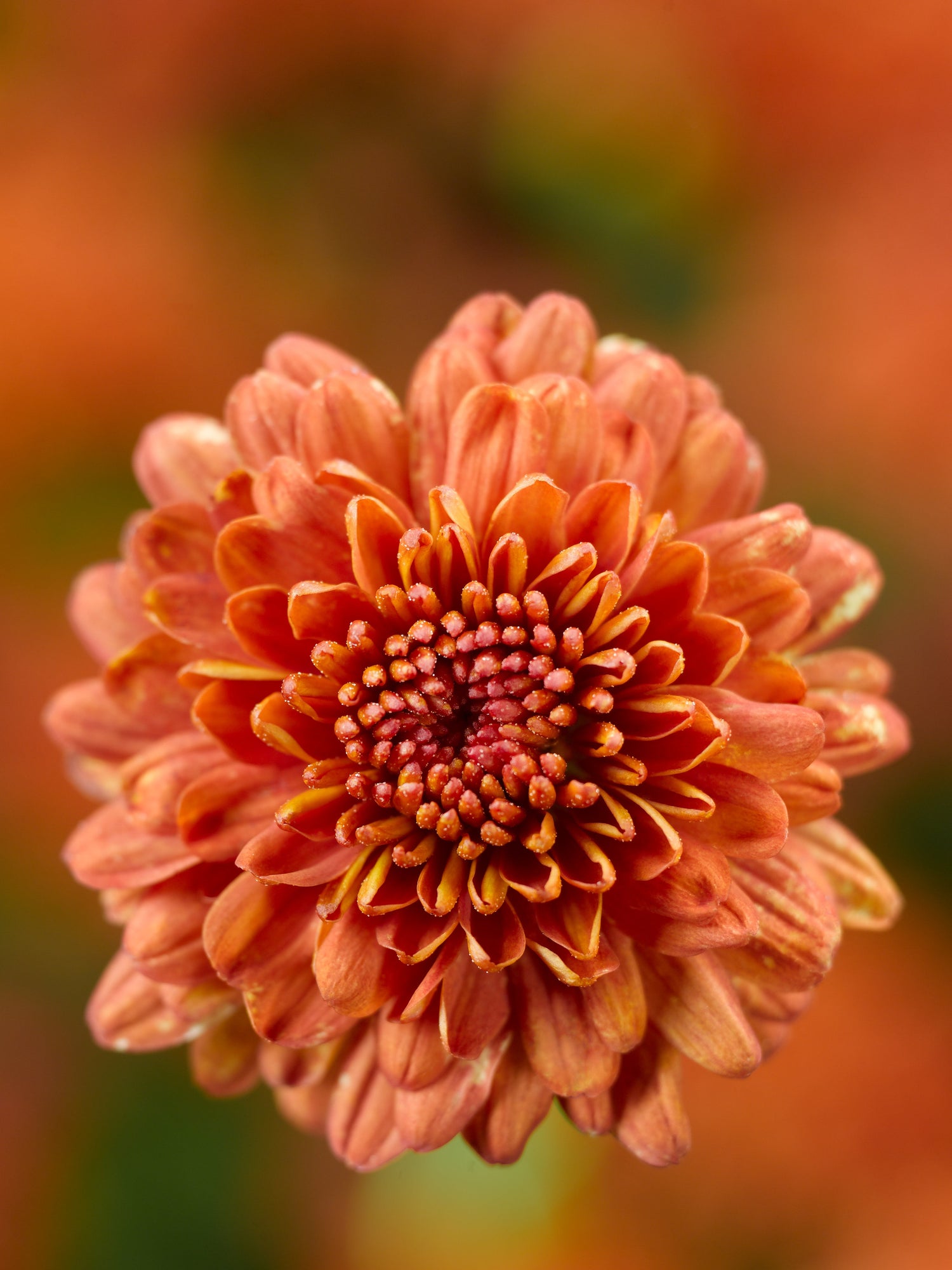 Chrysanthemum 'Ursula™ Fancy Orange'