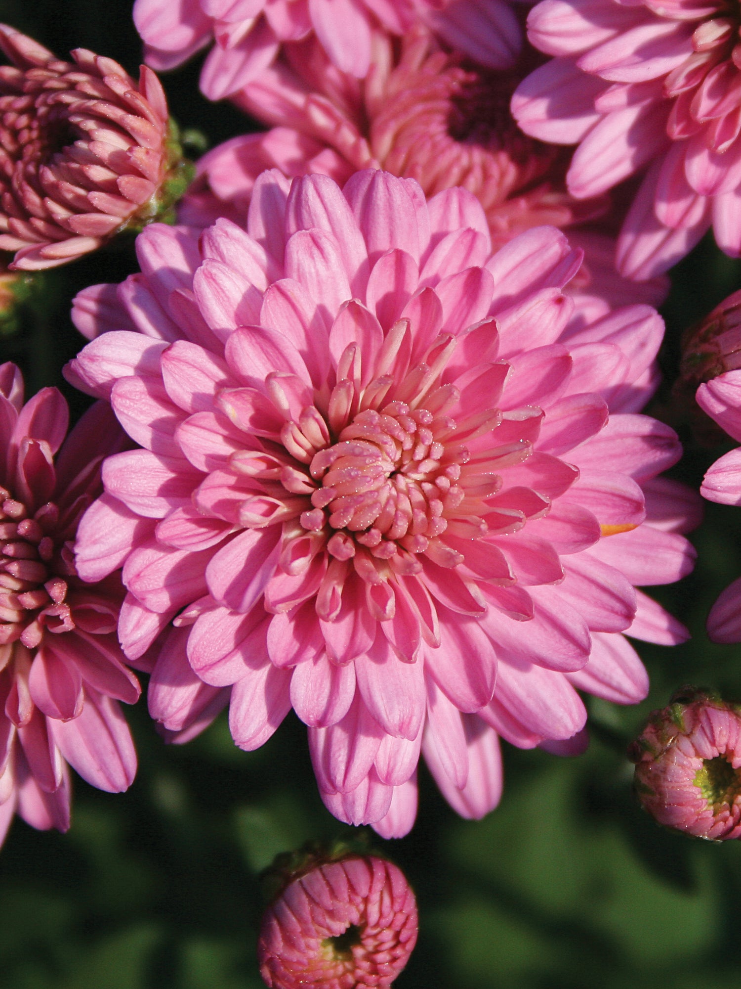 Chrysanthemum 'Ursula™ Lavender'