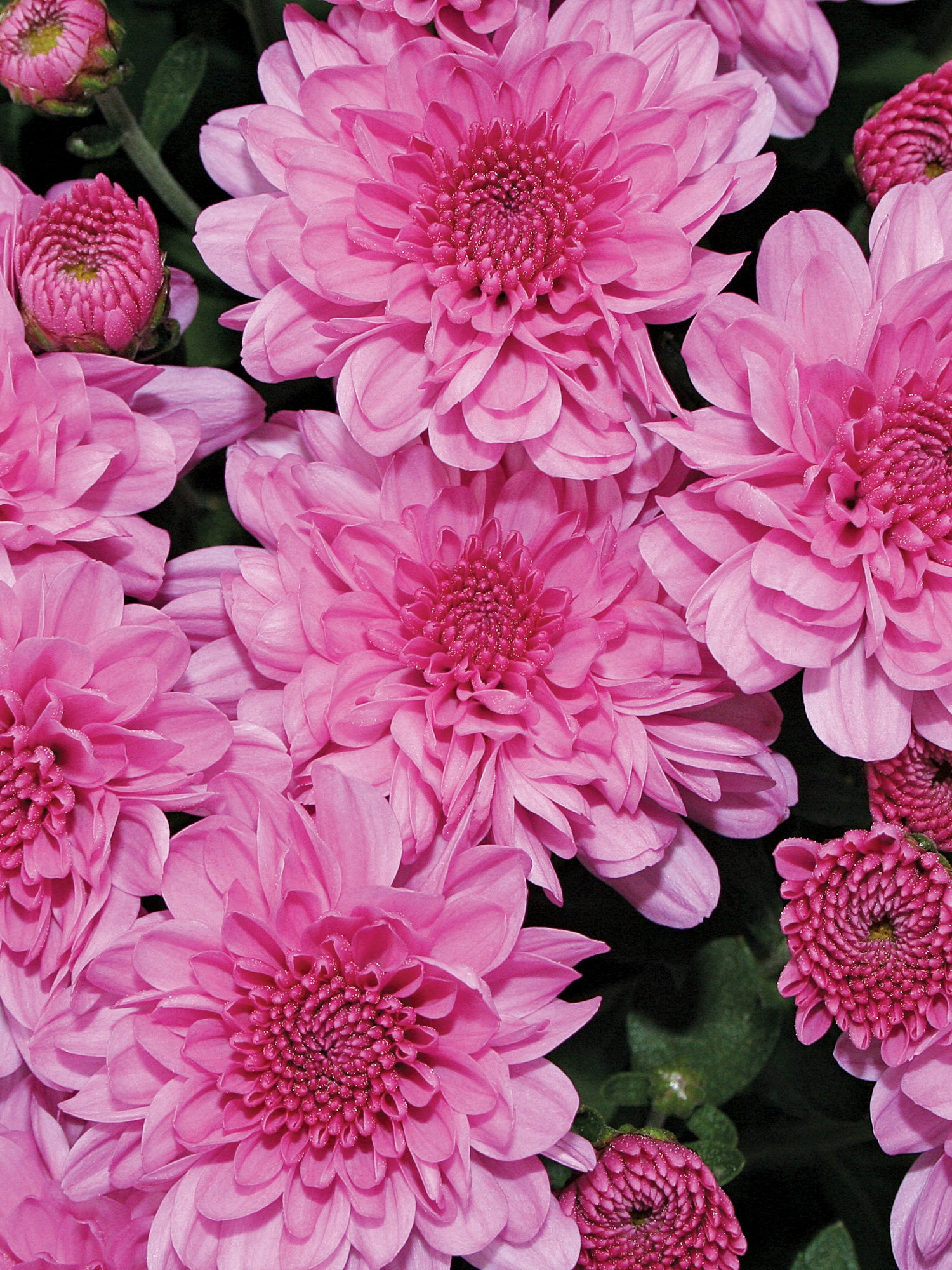 Chrysanthemum 'Wanda™ Lavender'