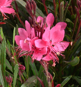 Close-up of pink flowers with green leaves