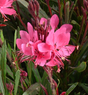 Close-up of pink flowers with green leaves