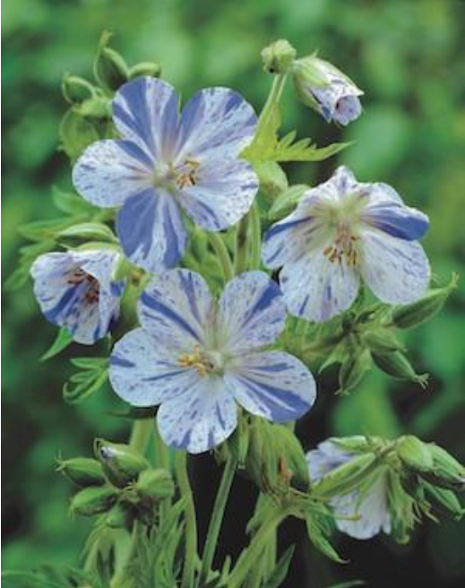 Geranium pratense 'Delft Blue'