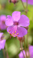 Close-up of purple flowers with a blurred green background