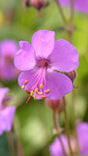 Close-up of purple flowers with a blurred green background