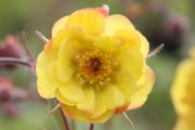 Yellow flower with a brown center against a blurred natural background