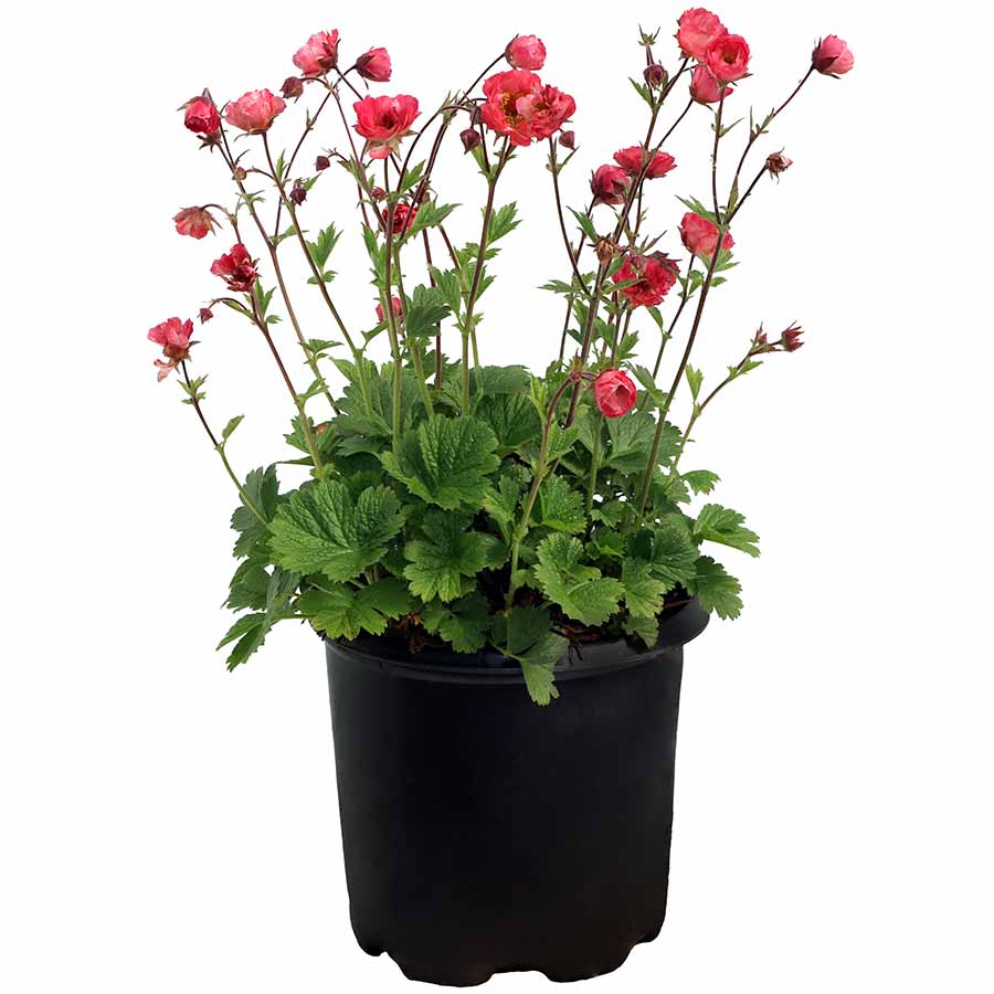 Geum Tempo™ 'Coral'