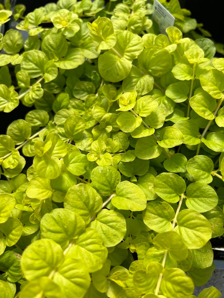 Close-up of a green plant with a blurred background