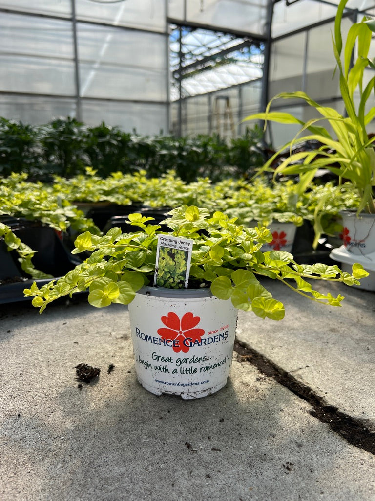 Potted plant with a Promenade Gardens label in a greenhouse setting