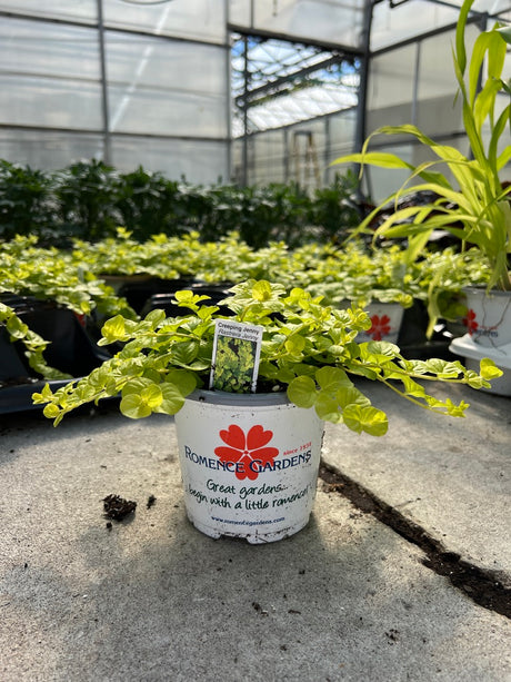 Potted plant with a Promenade Gardens label in a greenhouse setting