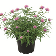Potted plant with pink flowers on a white background