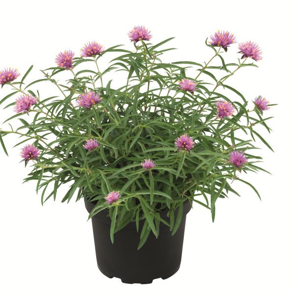 Potted plant with pink flowers on a white background