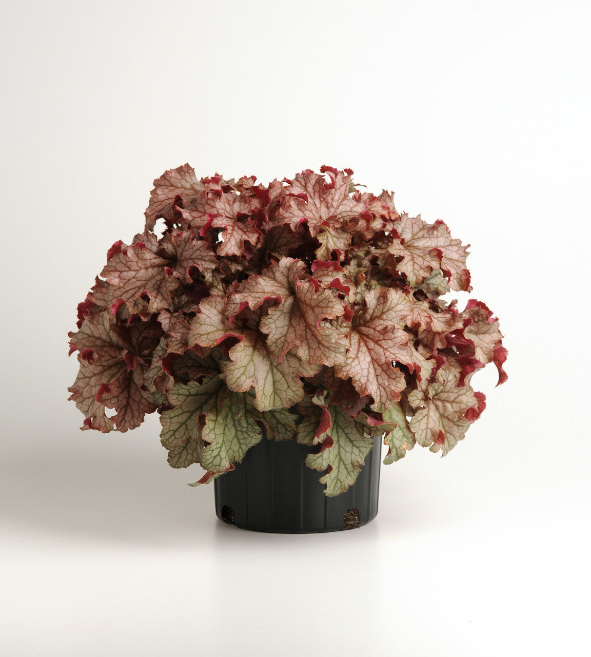 Heuchera hybrida 'Carnival Peach Parfait' in pot