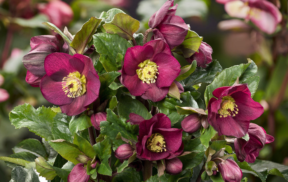 Helleborus Gold Collection® Ice N' Roses® 'Bennotta'