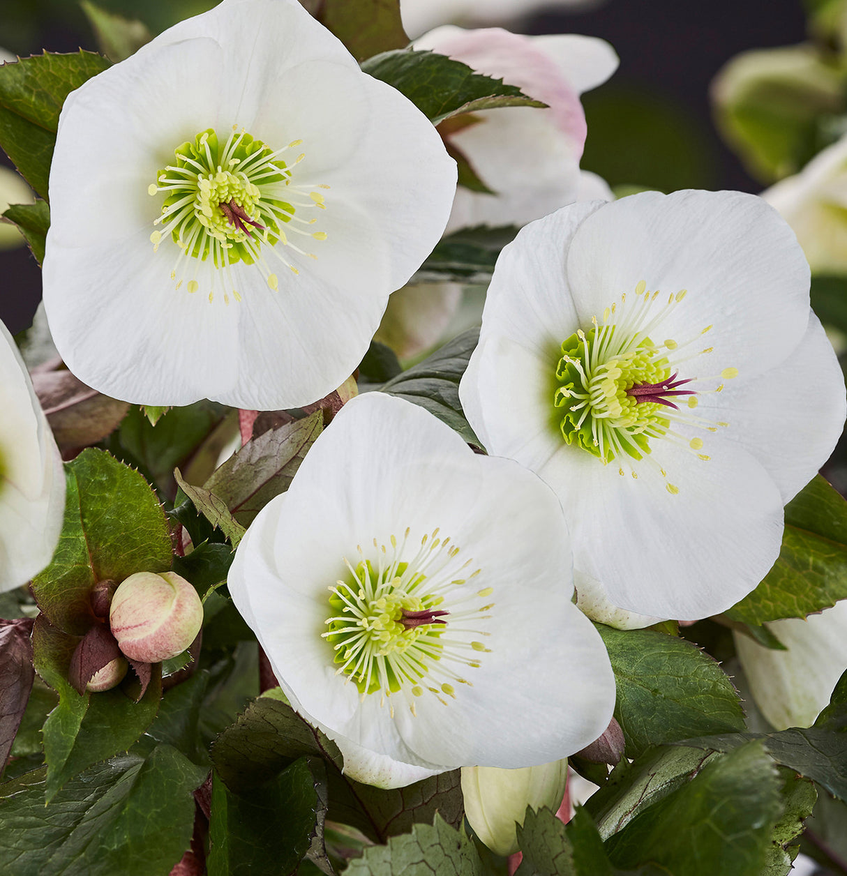 Helleborus Gold Collection® Ice N' Roses® 'Bianco'