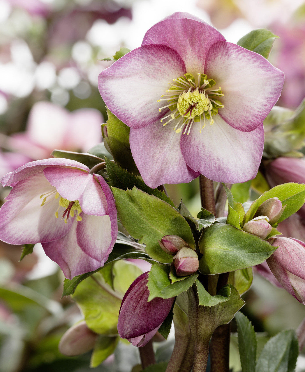 Romence Gardens Helleborus Gold Collection Ice N' Roses