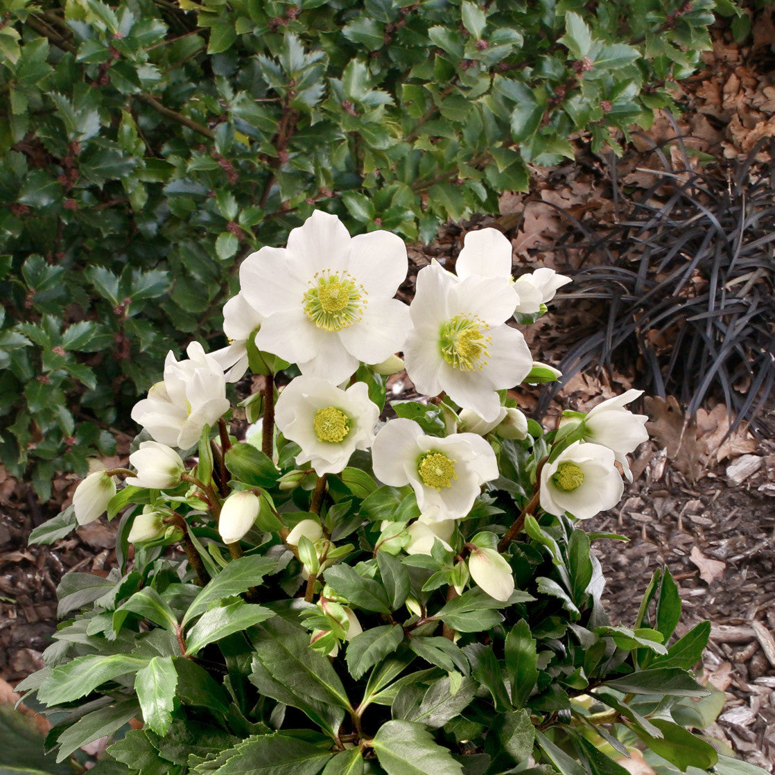 Helleborus Gold Collection® 'Jacob'