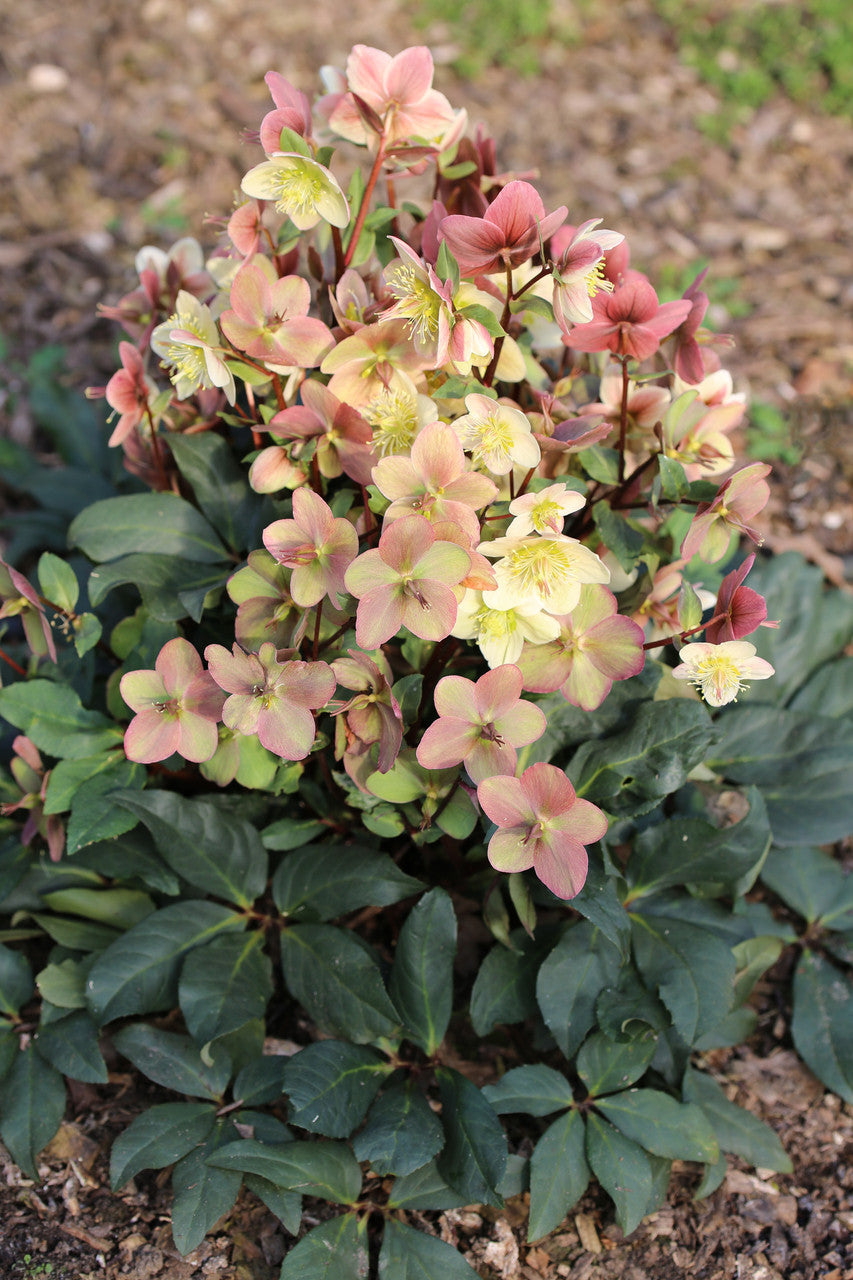 Helleborus Gold Collection® 'Mahogany Snow'